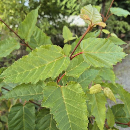 Acer davidii 'Viper' - summer leaves