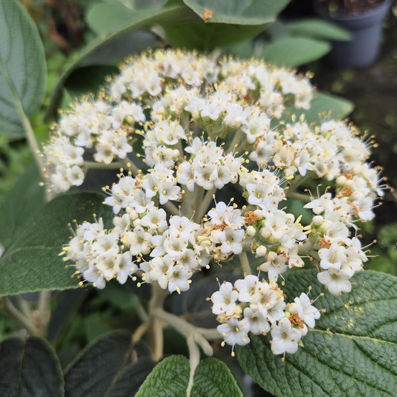 Viburnum rhytidophyllum 'Willowood' - flowers