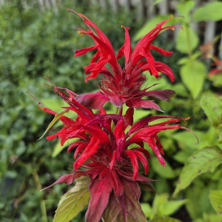 Monarda 'Cambridge Scarlet' - summer flowers