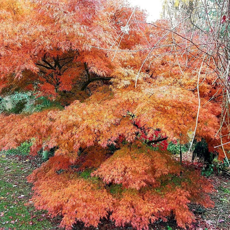 Acer palmatum 'Seiryu' - autumn colour