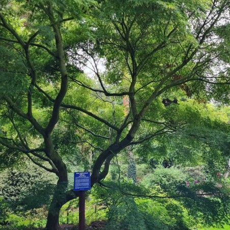 Acer palmatum 'Seiryu' - established tree in summer Acer palmatum 'Seiryu' - established tree in summer