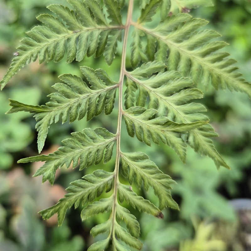 Athyrium niponicum 'Apple Court' - leaves in summer