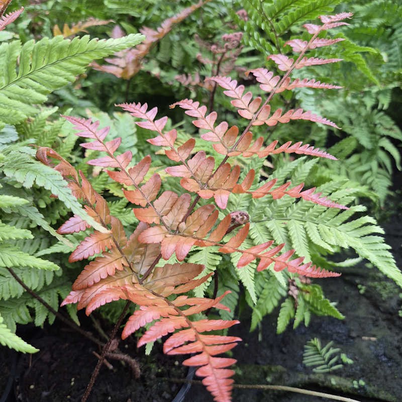 Dryopteris erythrosora var koidzumiana - colourful frond