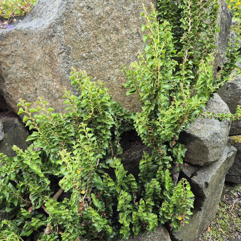 Hedera helix 'Erecta' - established plant