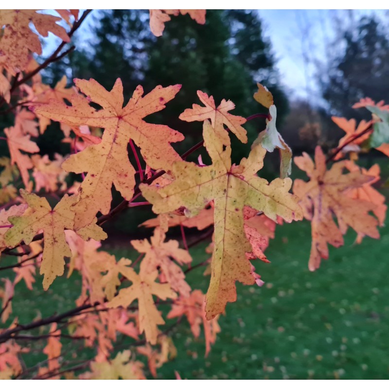 Liquidambar orientalis 'Maurice Foster' - autumn colour