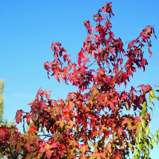 Liquidambar styraciflua 'Anja'