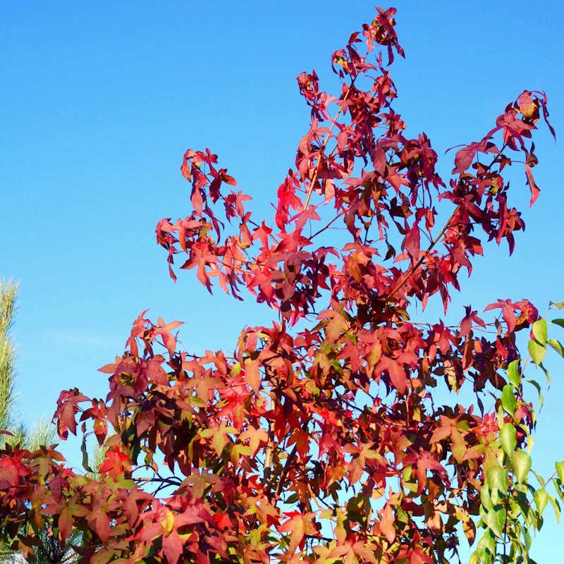 Liquidambar styraciflua 'Anja'