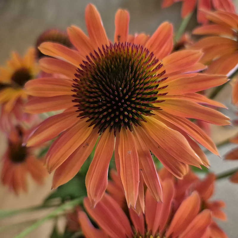 Echinacea 'Hot Summer' - summer flowers