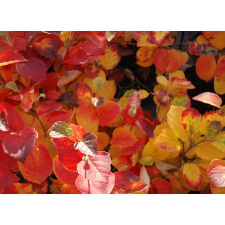 Fothergilla gardenii - autumn colour
