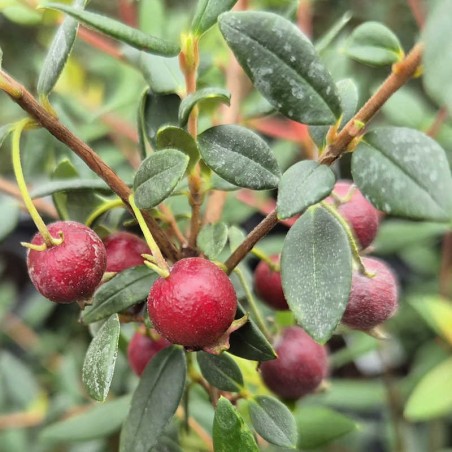 Ugni molinae - fruit Ugni molinae - fruit