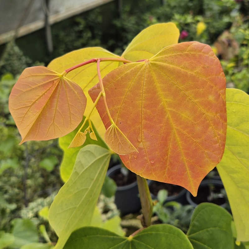 Cercis canadensis 'The Rising Sun' - summer leaves
