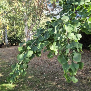 Ginkgo biloba 'Pendula' - weeping braches