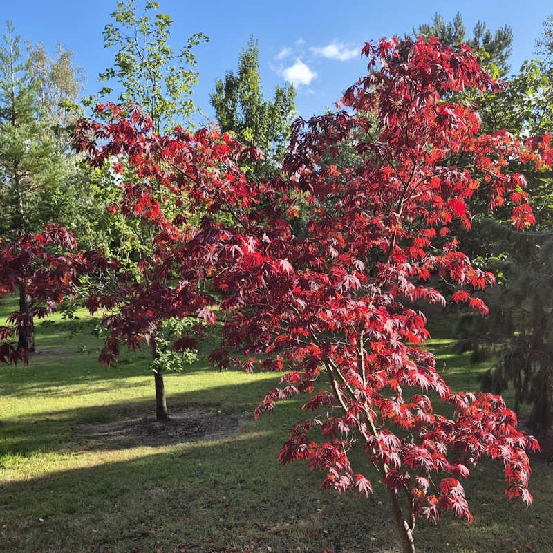 Acer palmatum 'Black Lace' - autumn colour
