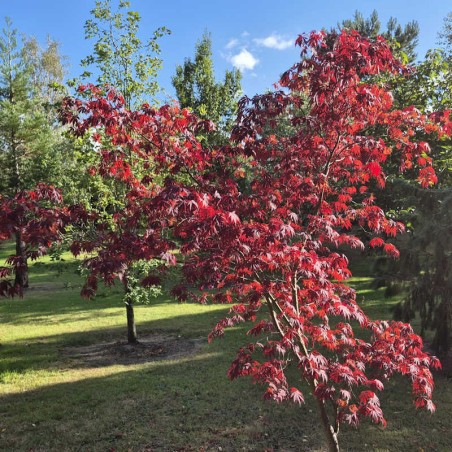 Acer palmatum 'Black Lace' - autumn colour Acer palmatum 'Black Lace' - autumn colour