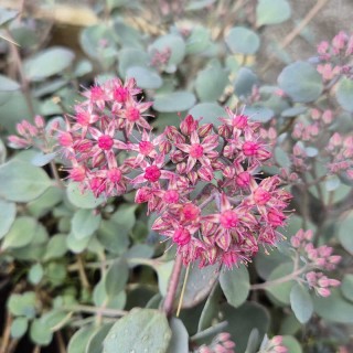 Sedum 'Red Sparkle' - flowers in late summer