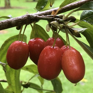 Cornus mas 'Kasanlaker' - fruit