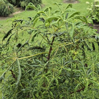 Aesculus hippocastanum 'Laciniata' - cut leaves