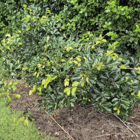 Fagus sylvatica 'Horizontalis' - specimen plant