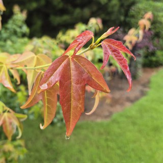 Acer buergerianum - leaves in summer