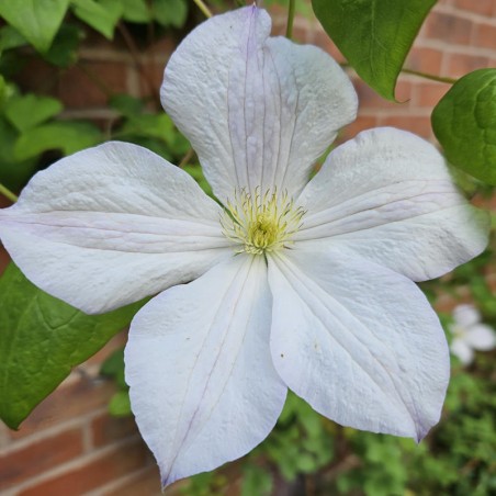 Clematis 'Dutch Sky' - summer flowers
