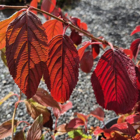 Viburnum plicatum 'Popcorn' - autumn colour Viburnum plicatum 'Popcorn' - autumn colour