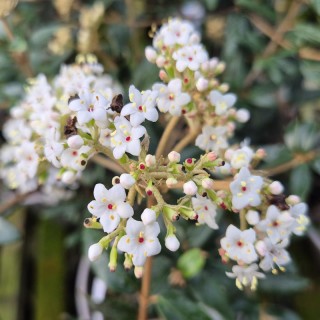 Viburnum utile - flowers