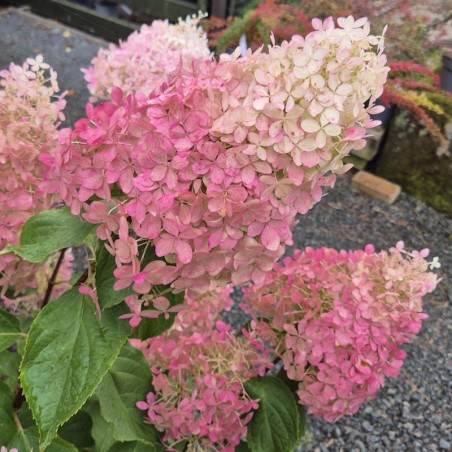 Hydrangea paniculata 'Phantom' - flowers turning pink in September Hydrangea paniculata 'Phantom' - flowers turning pink in September