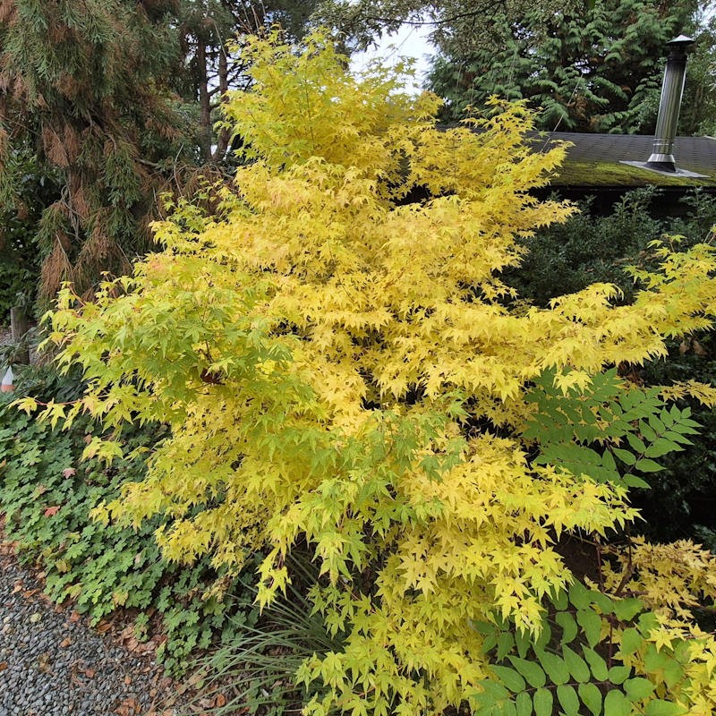 Acer palmatum 'Bi-hoo' - bright yellow autumn colour