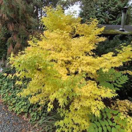 Acer palmatum 'Bi-hoo' - bright yellow autumn colour Acer palmatum 'Bi-hoo' - bright yellow autumn colour