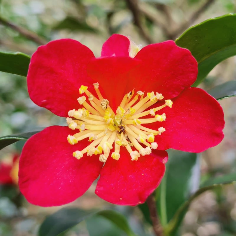 Camellia sasanqua 'Yuletide' - flowers