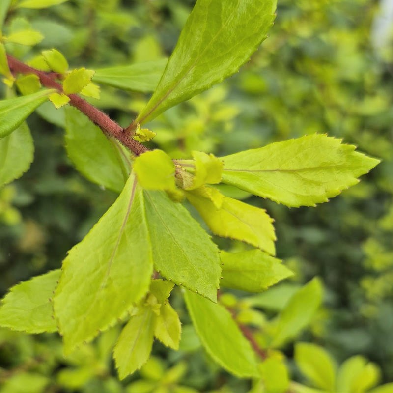 Escallonia 'Golden Carpet' - golden leaves