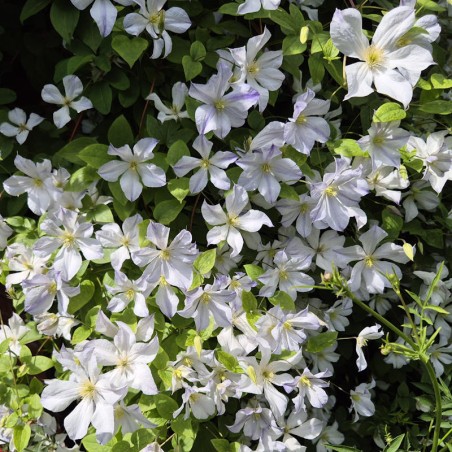 Clematis 'Dutch Sky' - flowers in summer