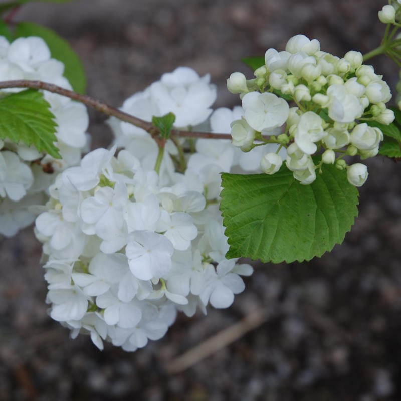 Viburnum plicatum 'Popcorn'