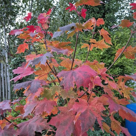 Acer platanoides 'Princeton Gold' - autumn colour