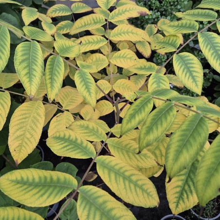 Juglans nigra - autumn colour