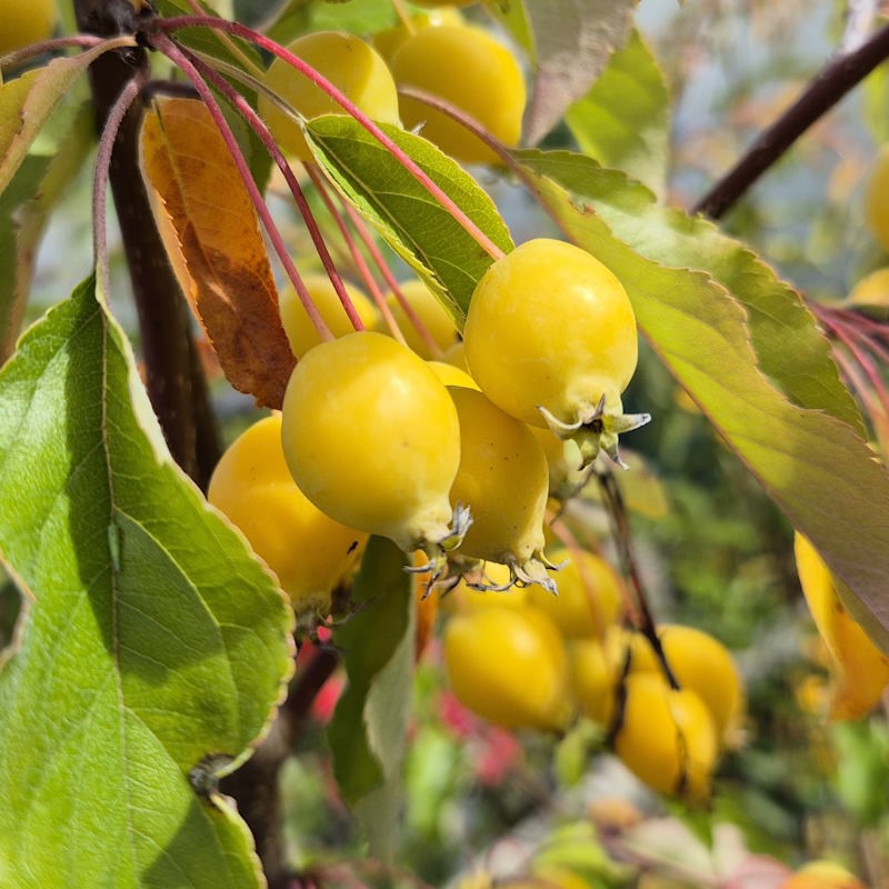 Malus 'Comtesse de Paris' - masses of yellow fruit