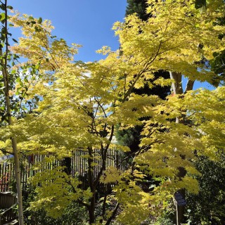 Acer palmatum 'Sango-kaku' - autumn colour