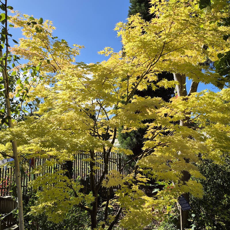 Acer palmatum 'Sango-kaku' - autumn colour