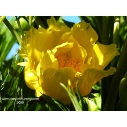 Paeonia delavayi var ludlowii