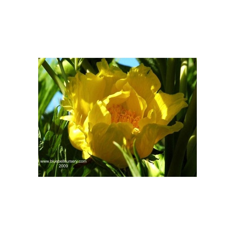 Paeonia delavayi var ludlowii