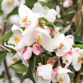 Camellia rosthorniana 'Cupido' - flowers