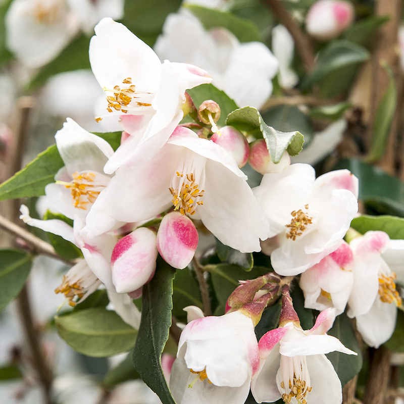 Camellia rosthorniana 'Cupido' - flowers