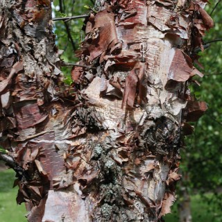 Betula nigra 'Heritage' - bark