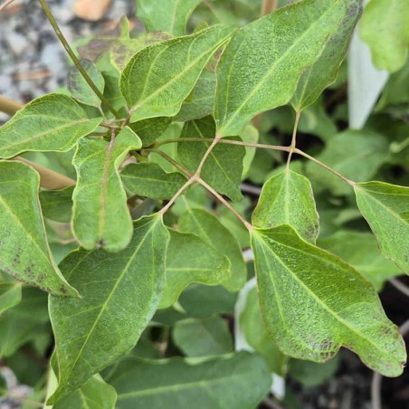 Akebia trifoliata - leaves in late summer
