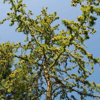 Larix kaempferi 'Diane' - specimen plant in summer