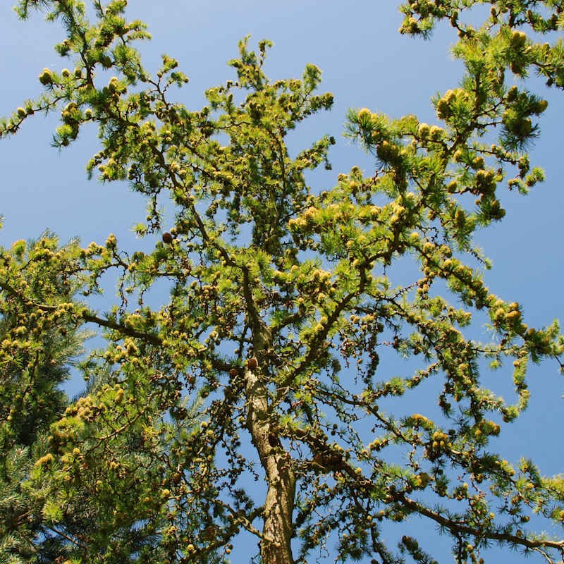 Larix kaempferi 'Diane' - specimen plant in summer