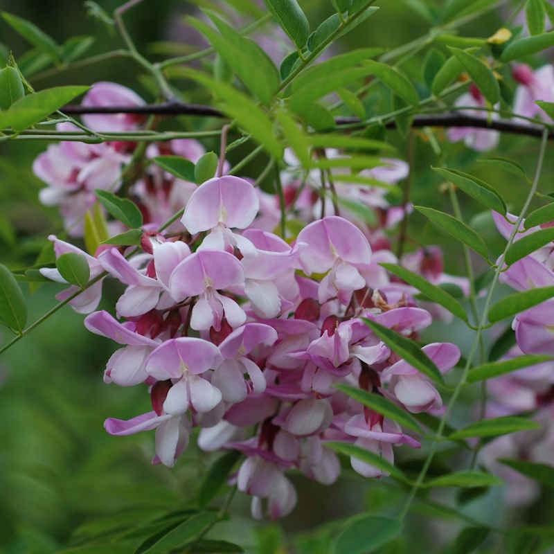 Robinia x slavinii 'Hillieri' - summer flowers