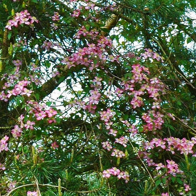 Clematis montana 'Warwickshire Rose' - flowers