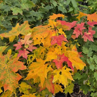 Acer platanoides 'Globosum' - autumn colour