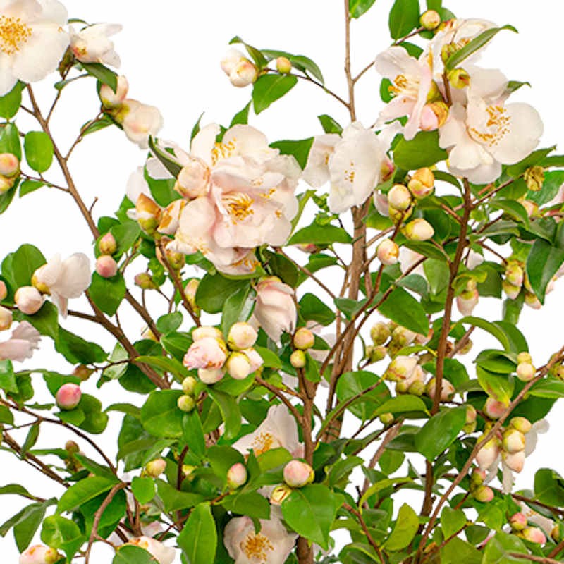 Camellia japonica 'Winter Perfume Pearl'